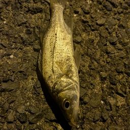 セイゴ(ヒラスズキ)