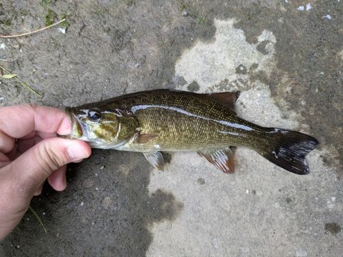 スモールマウスバスの釣果