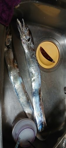 タチウオの釣果