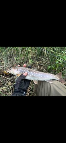 アメマスの釣果