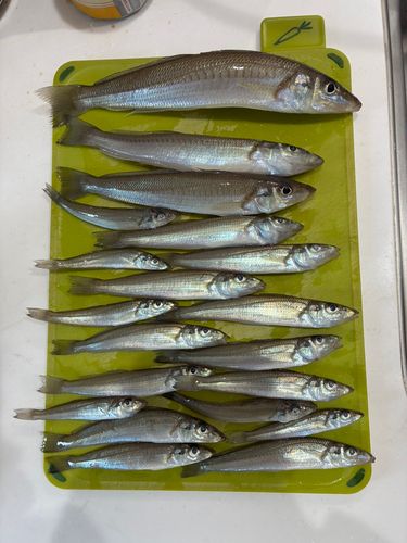 新舞子海岸（富津）