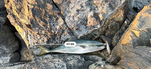 三陸海岸（青森）