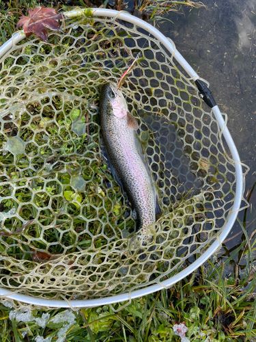 ニジマスの釣果