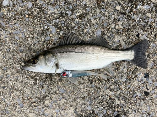 セイゴ(マルスズキ)の釣果