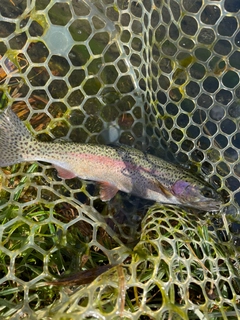 ニジマスの釣果