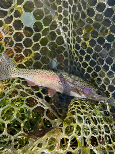 ニジマスの釣果