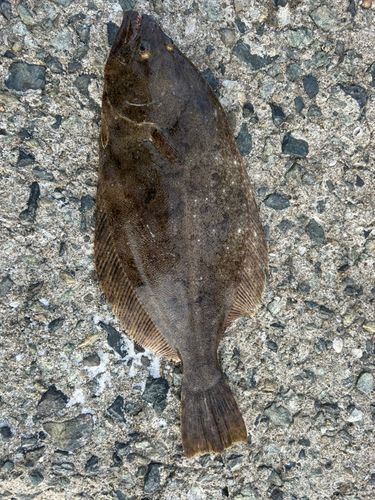 ヒラメの釣果