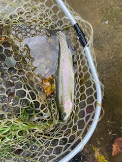 ニジマスの釣果