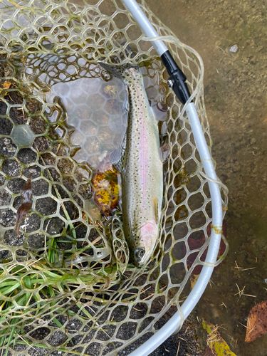 10pound(テンパウンド)