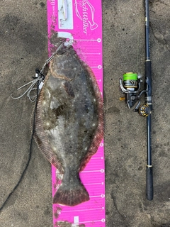 ヒラメの釣果