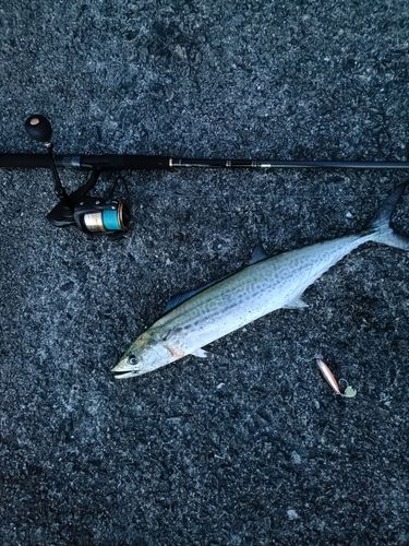 サワラの釣果