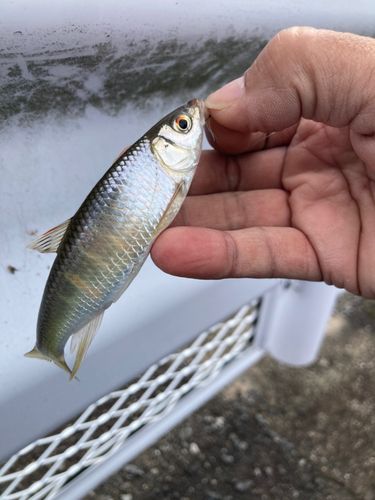 オイカワの釣果