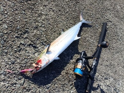 サワラの釣果