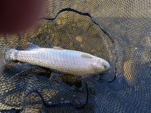 ニジマスの釣果