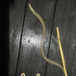 ホタテウミヘビ