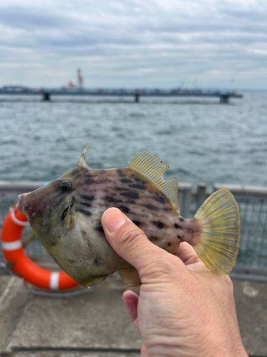 本牧海づり施設