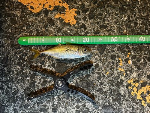 マアジの釣果