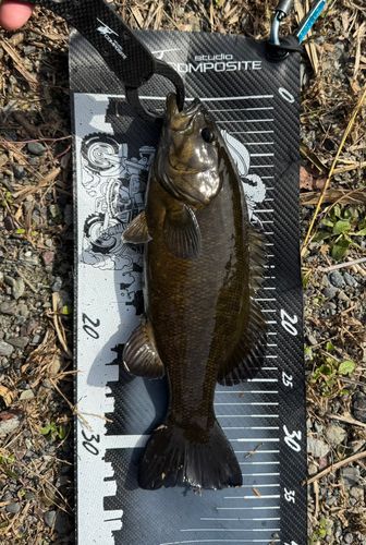 スモールマウスバスの釣果
