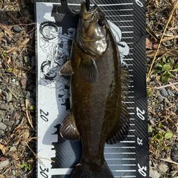 スモールマウスバス