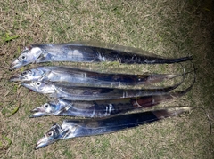 タチウオの釣果