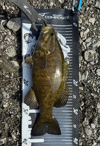 スモールマウスバスの釣果