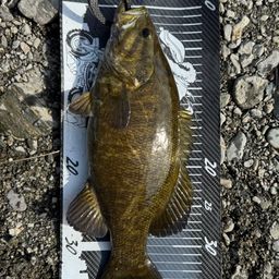 スモールマウスバス