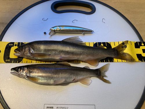 アユの釣果