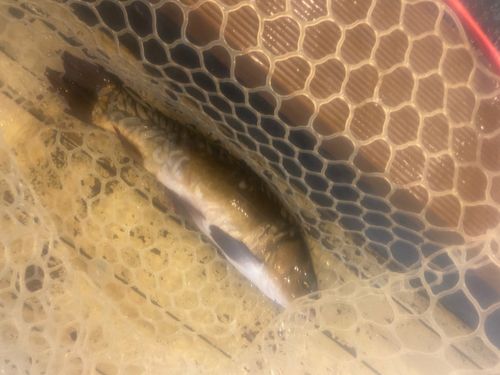 ドイツゴイの釣果