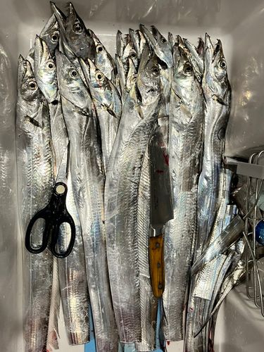 タチウオの釣果