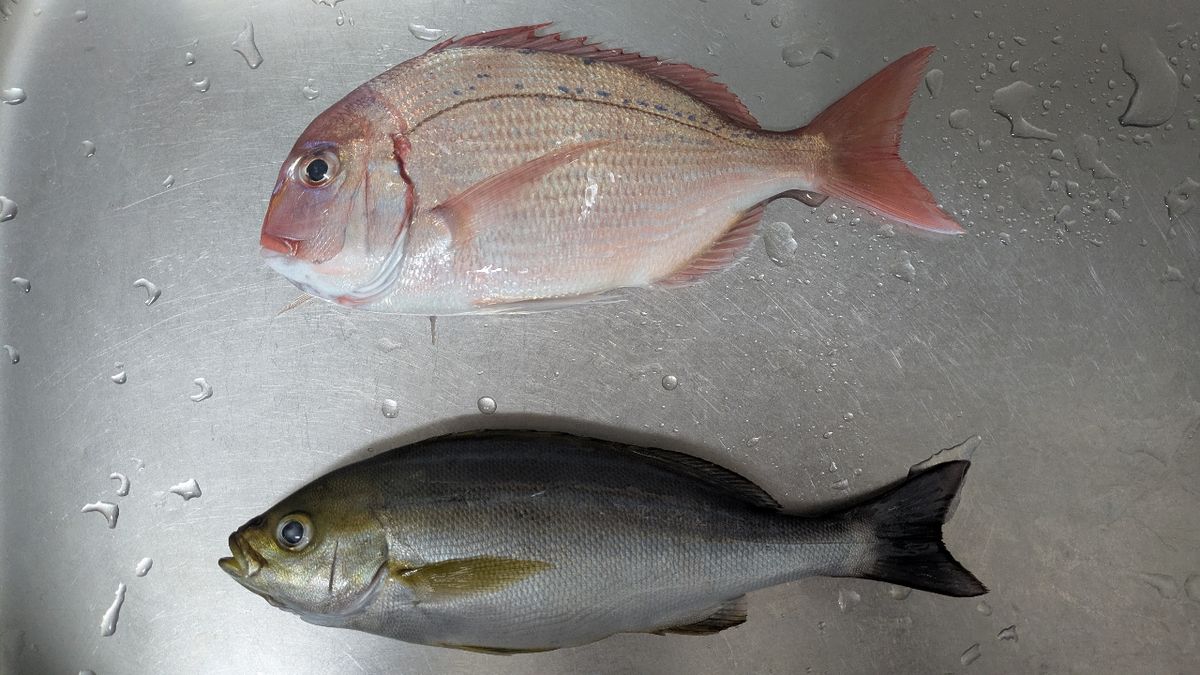 北街角さんの釣果 3枚目の画像