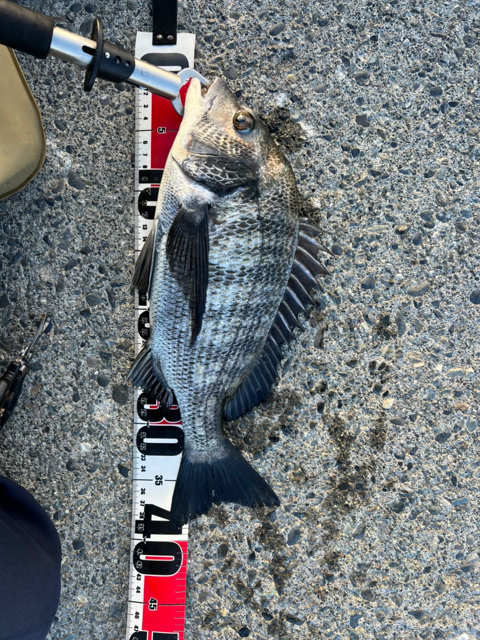 AbuGarcia ソルティーステージ KR-Xメバルカスタムの最安値・インプレ