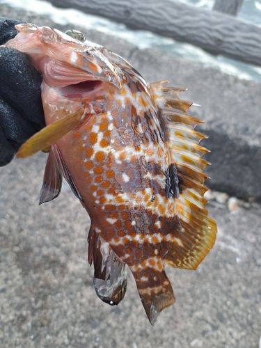 キジハタの釣果