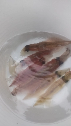 ヤリイカの釣果