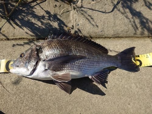 クロダイの釣果