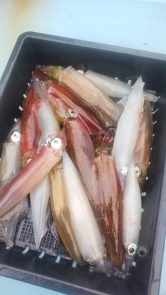 ヤリイカの釣果