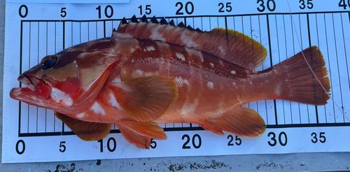 アカハタの釣果