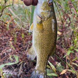 スモールマウスバス