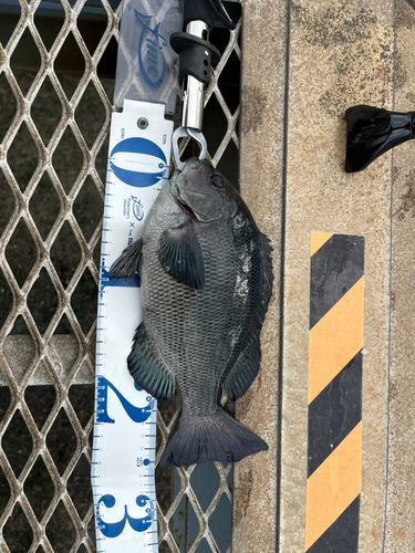 大黒海づり施設