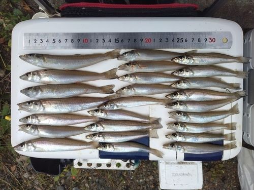 シロギスの釣果