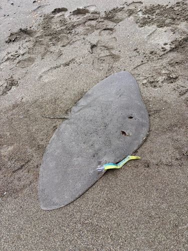 ツバクロエイの釣果