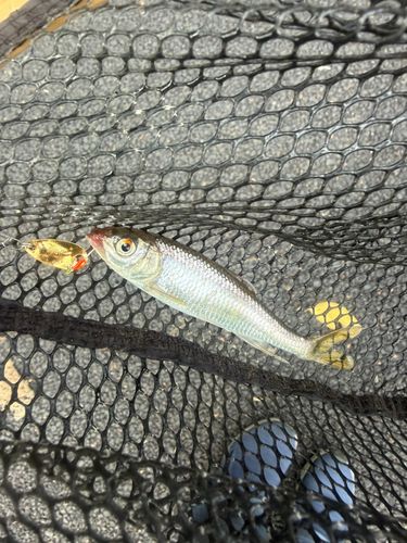 オイカワの釣果