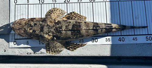 ワニゴチの釣果