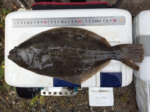 ヒラメの釣果
