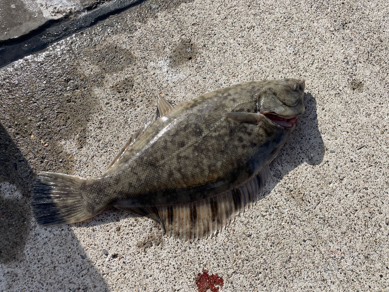 クロガシラガレイ