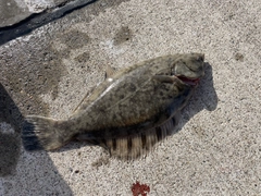 クロガシラガレイの釣果