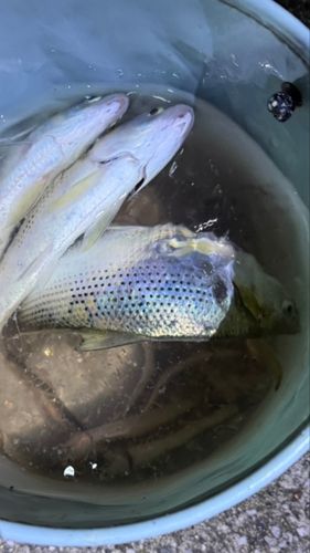 千葉港中央埠頭