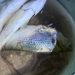 カタクチイワシ