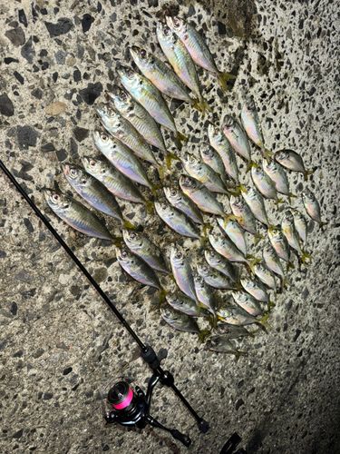 アジの釣果