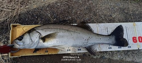 シーバスの釣果