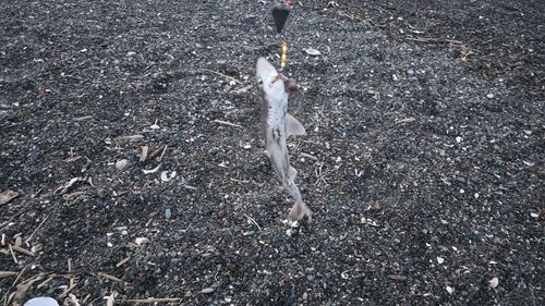 ホシザメの釣果